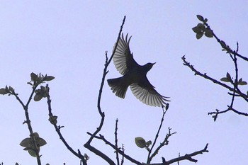 クロツグミ 陣馬山 2021年5月1日(土)