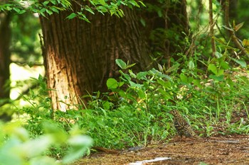 トラツグミ 陣馬山 2021年5月1日(土)