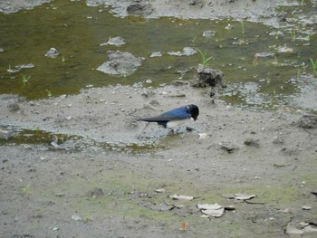 ツバメ 神奈川県花水川 2021年5月11日(火)