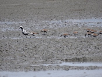 Dunlin 吉野川河口 Tue, 5/11/2021