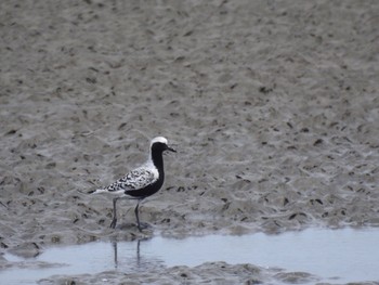 Grey Plover 吉野川河口 Tue, 5/11/2021