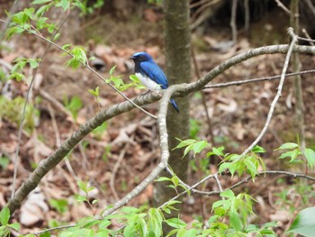 オオルリ 軽井沢野鳥の森 2021年5月9日(日)