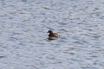 2021年5月10日(月) 木津川市皿池の野鳥観察記録