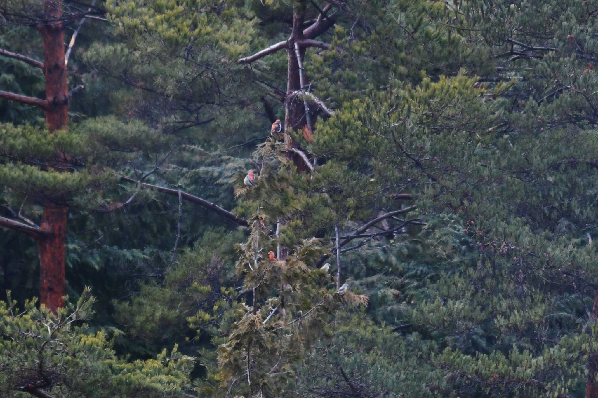 Red Crossbill