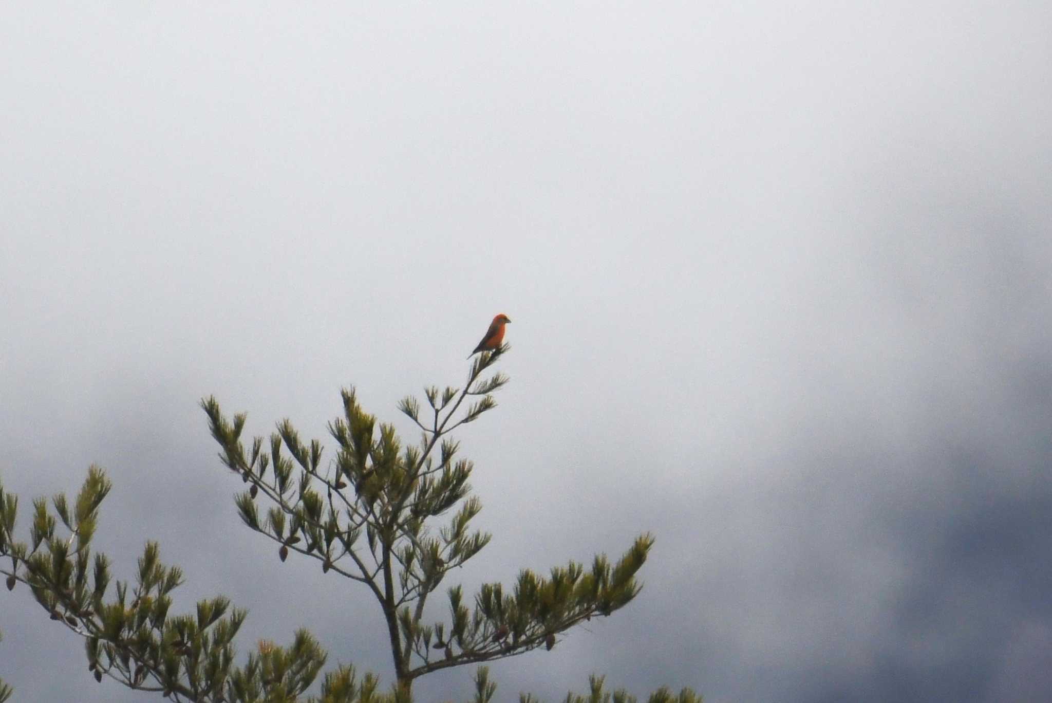 Photo of Red Crossbill at 長野県 by あひる