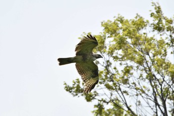 Eastern Buzzard 大山公園(鶴岡市) Sun, 5/9/2021