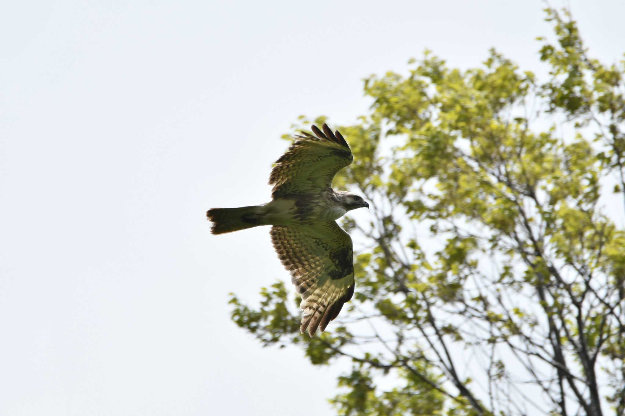 Photo of Eastern Buzzard at 大山公園(鶴岡市) by のぶ