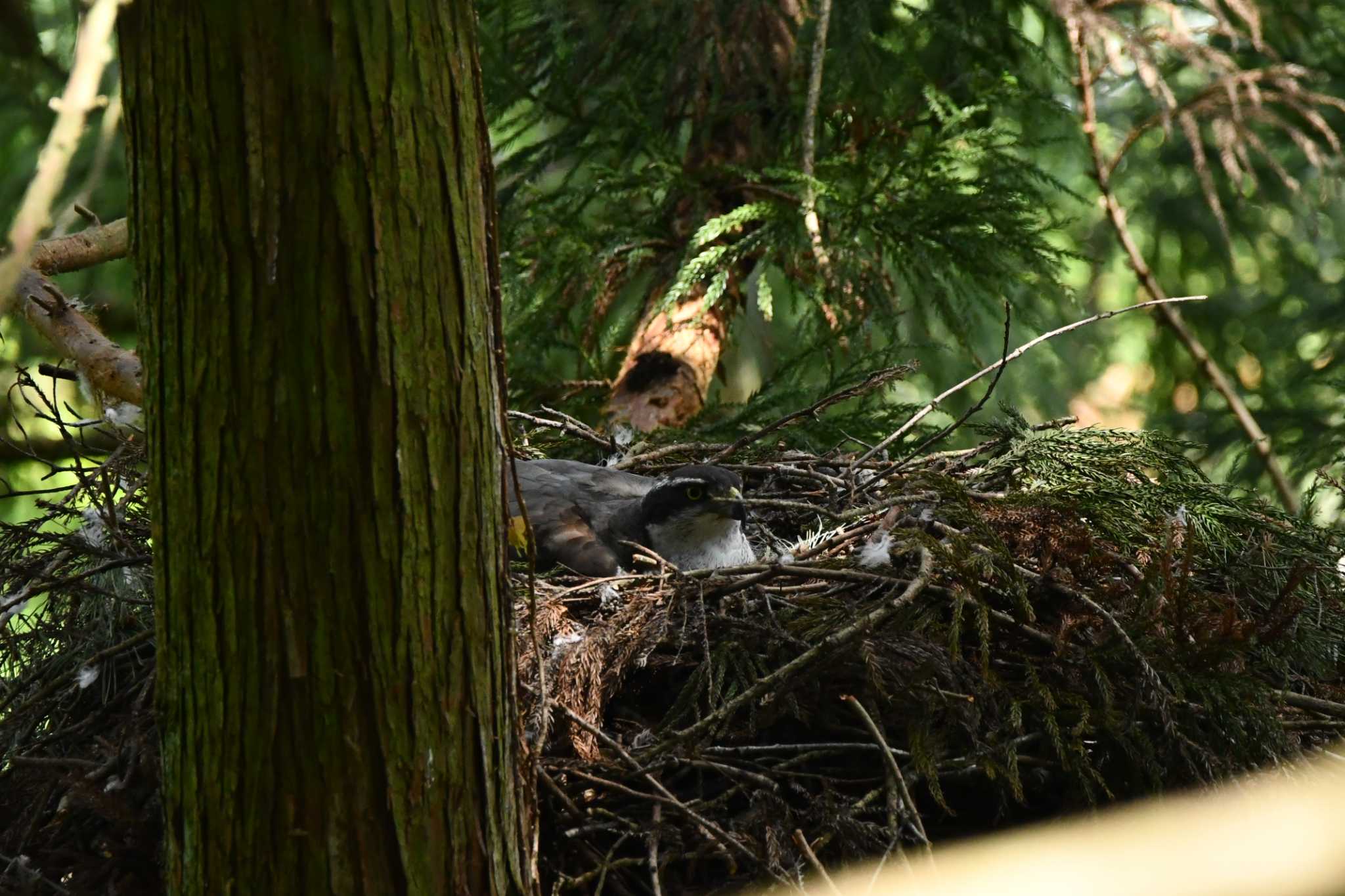 Photo of Eurasian Goshawk at 大山公園(鶴岡市) by のぶ