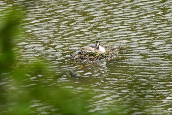 Great Crested Grebe 大山公園(鶴岡市) Sun, 5/9/2021