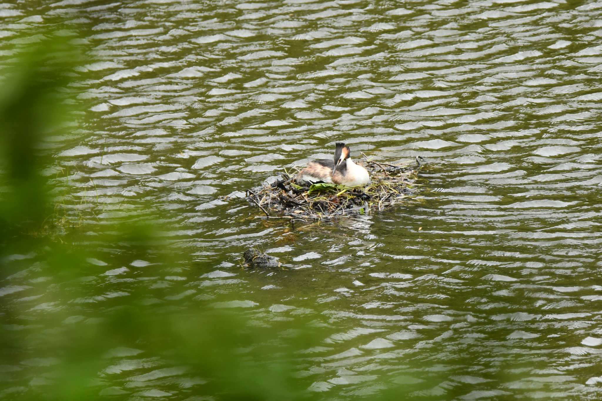 大山公園(鶴岡市) カンムリカイツブリの写真 by のぶ