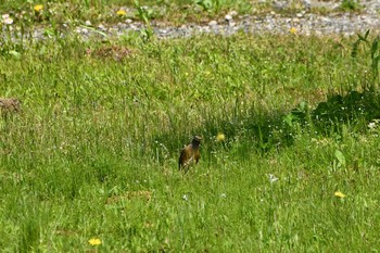 Eyebrowed Thrush 大山公園(鶴岡市) Sun, 5/9/2021