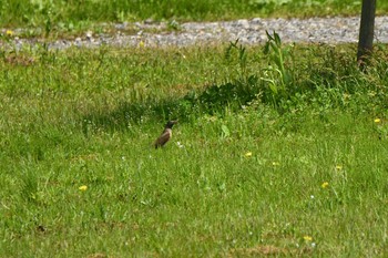 Sun, 5/9/2021 Birding report at 大山公園(鶴岡市)