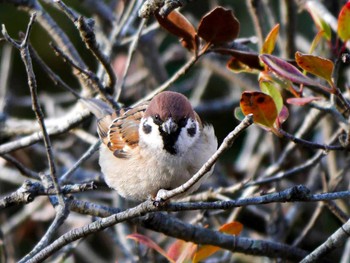 Eurasian Tree Sparrow 宮城県仙台市・榴岡公園 Sun, 1/29/2017