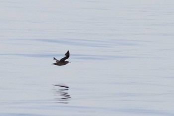 2021年5月7日(金) 飛島航路の野鳥観察記録