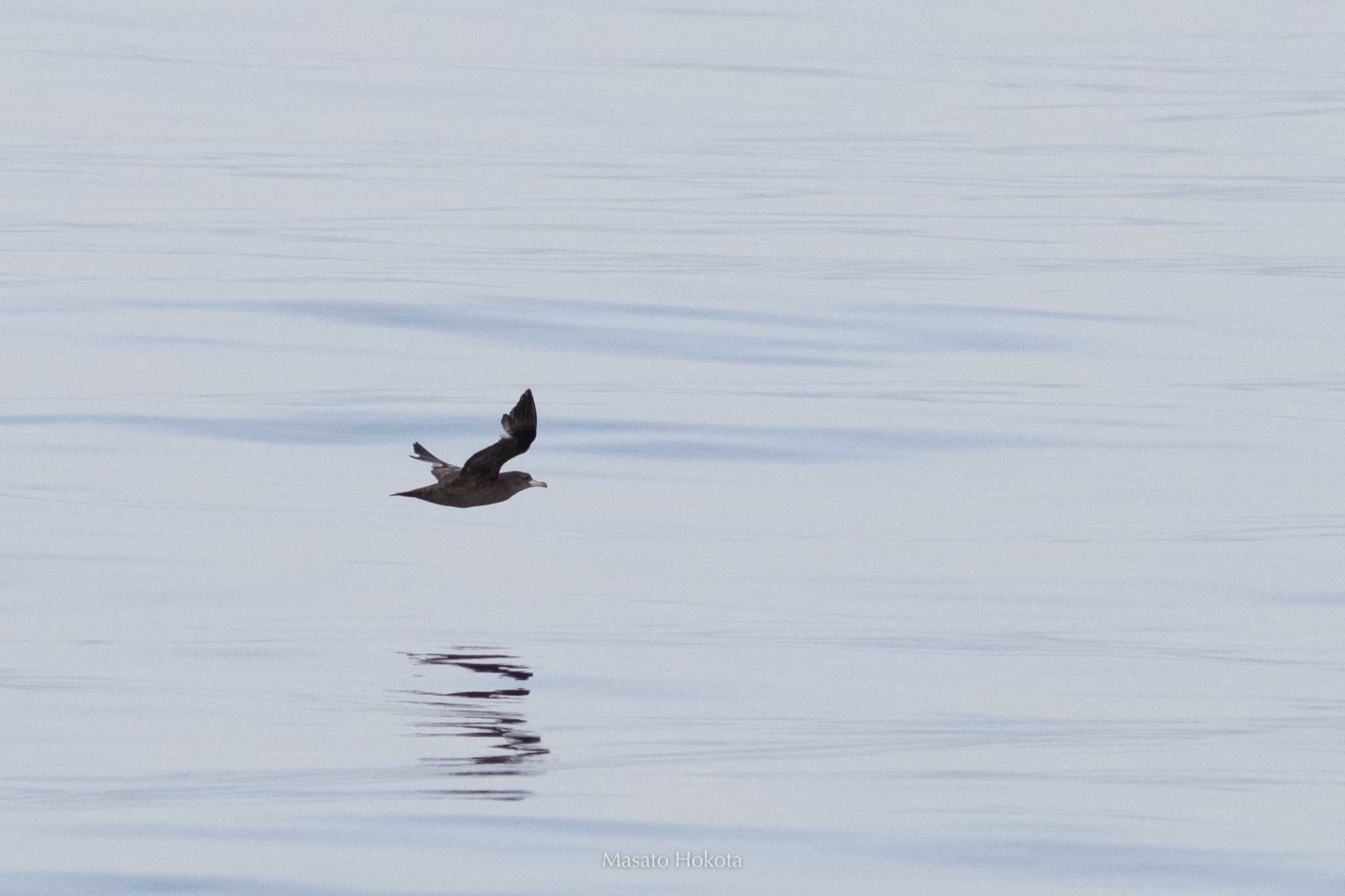 Photo of Flesh-footed Shearwater at 飛島航路 by Trio