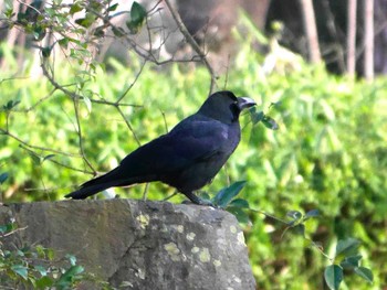 ハシブトガラス 宮城県仙台市・榴岡公園 2017年1月29日(日)