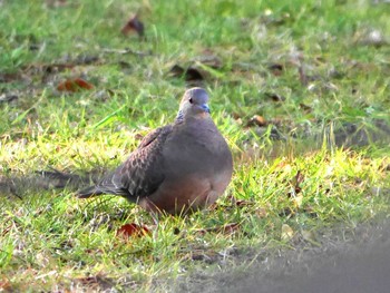 Oriental Turtle Dove 宮城県仙台市・榴岡公園 Sun, 1/29/2017