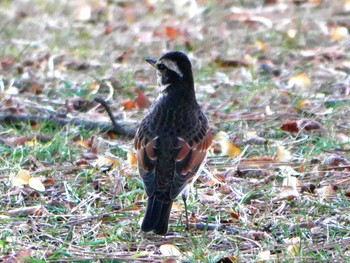 2017年1月29日(日) 宮城県仙台市・榴岡公園の野鳥観察記録