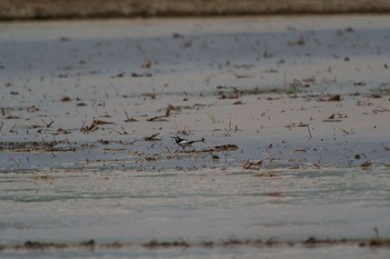 ハクセキレイ 秋ヶ瀬公園 2021年5月5日(水)