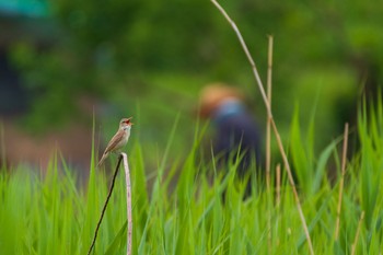 オオヨシキリ 秋ヶ瀬公園 2021年5月5日(水)