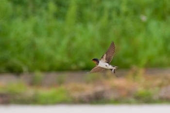 ツバメ 秋ヶ瀬公園 2021年5月5日(水)