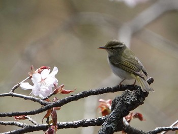 Eastern Crowned Warbler Senjogahara Marshland Mon, 5/10/2021