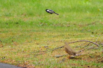 Japanese Tit 福井緑地(札幌市西区) Sun, 5/9/2021