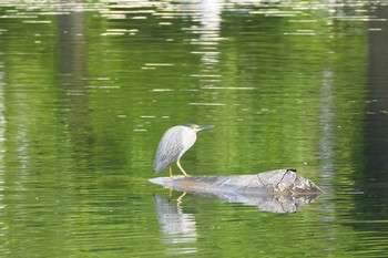 2021年5月9日(日) 都立浮間公園の野鳥観察記録