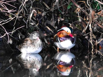 Mandarin Duck 宮城県仙台市・青葉山 Sun, 1/29/2017