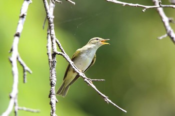 Eastern Crowned Warbler 日向林道 Sat, 5/1/2021