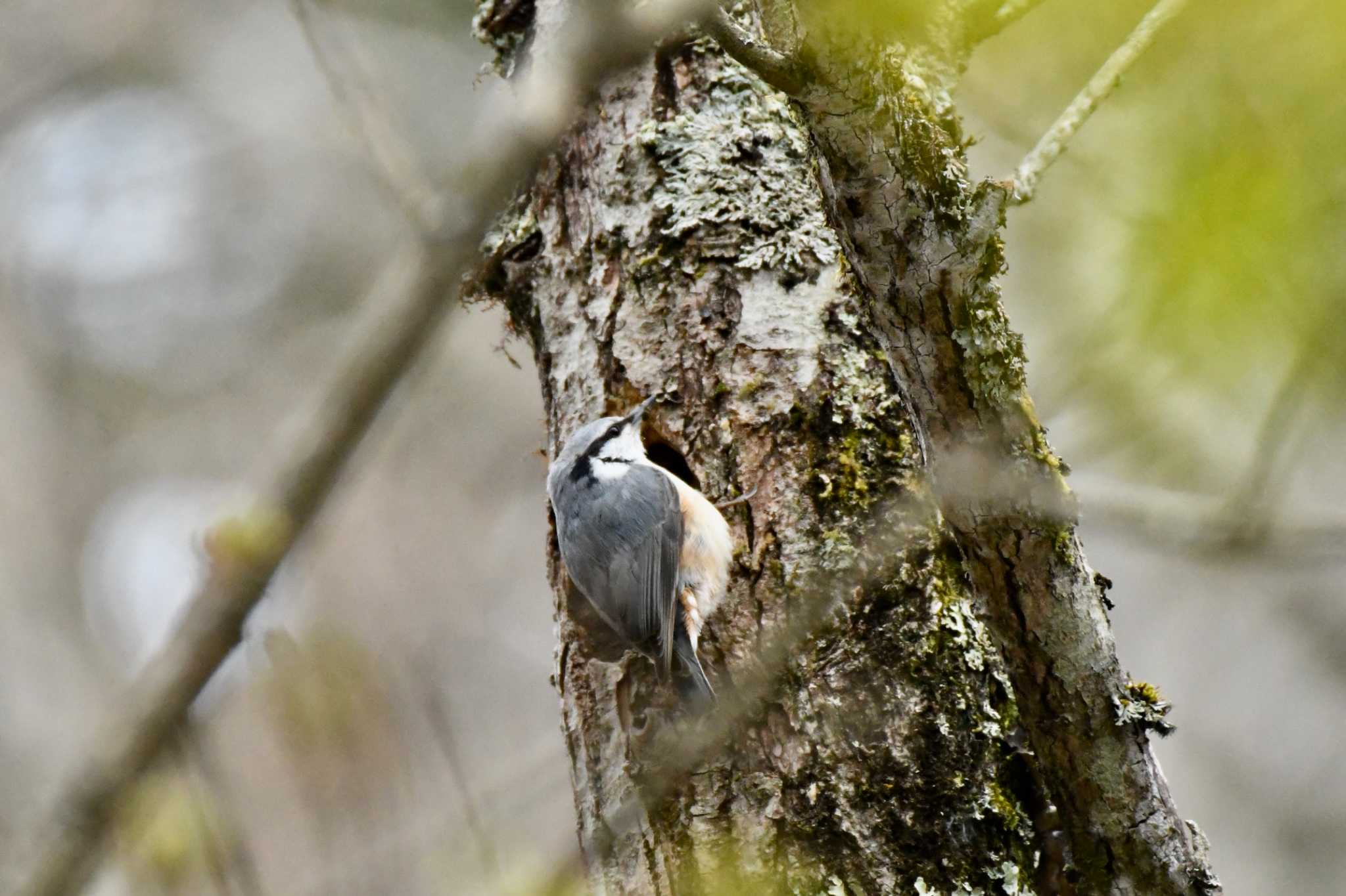 Eurasian Nuthatch