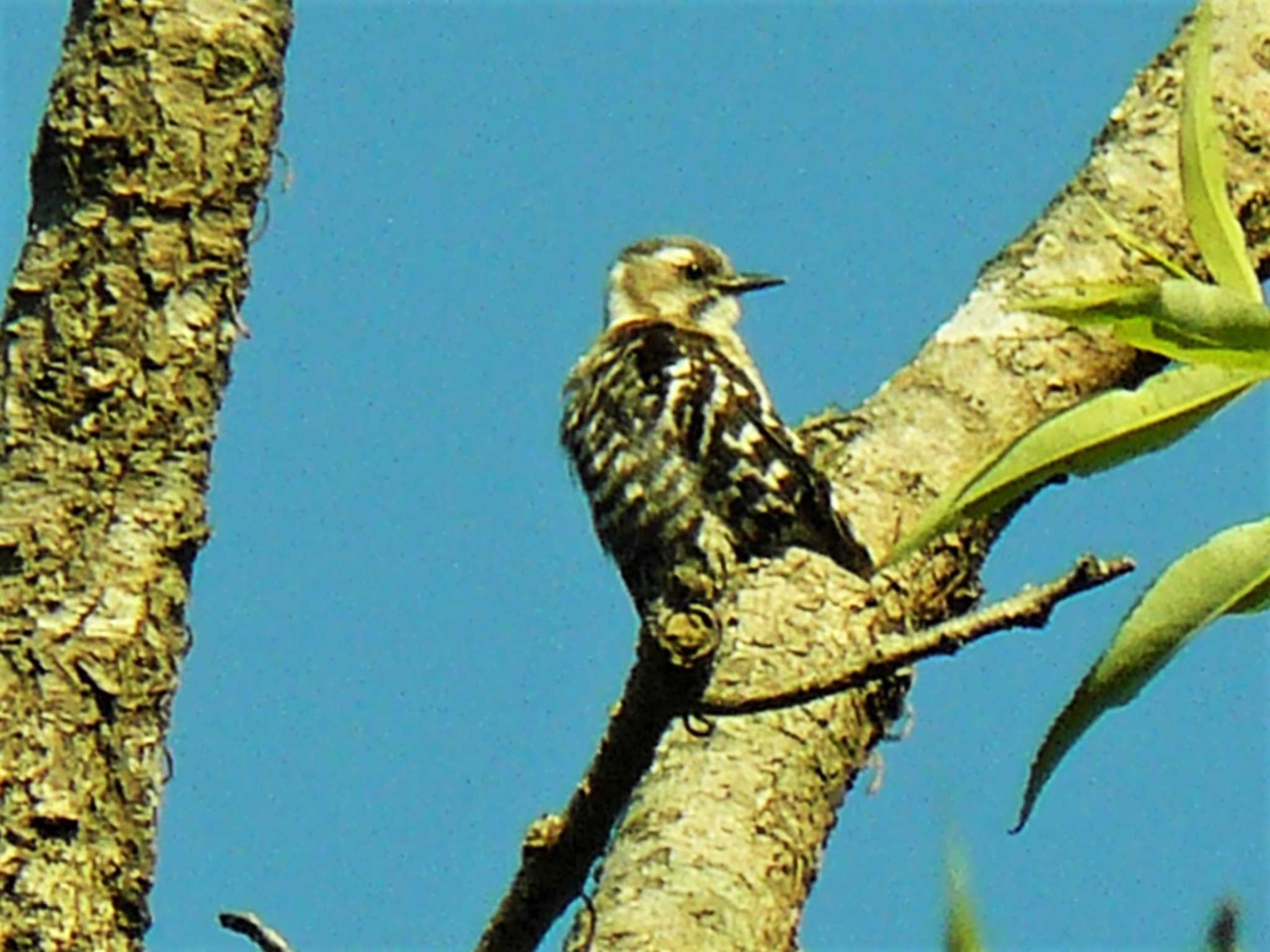 Photo of Japanese Pygmy Woodpecker at 小網代の森 by koshi