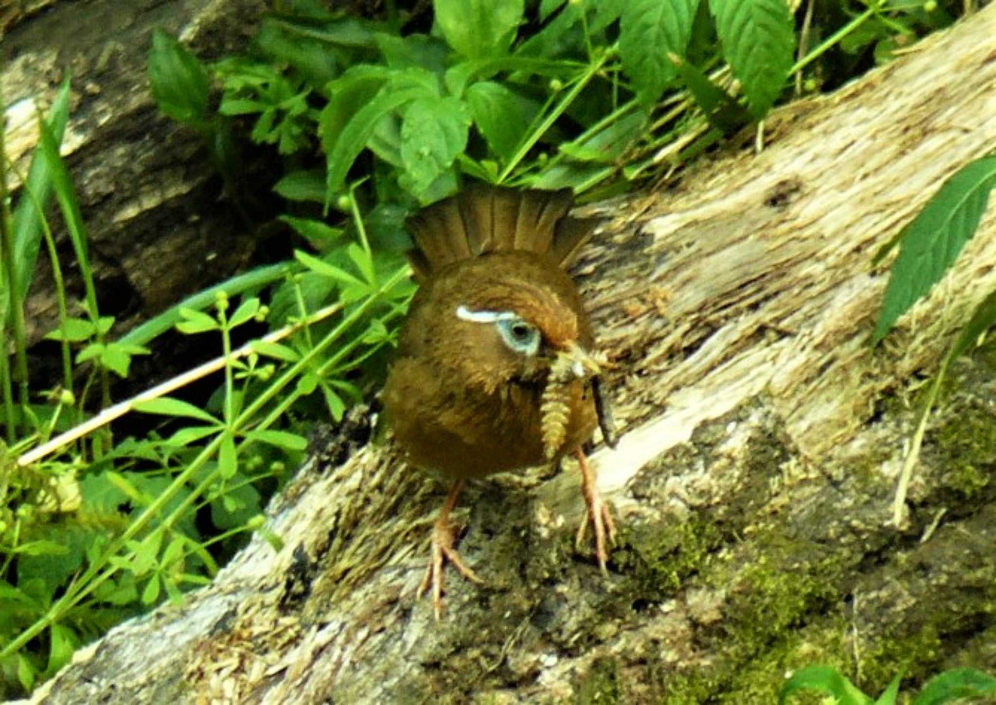 ガビチョウ