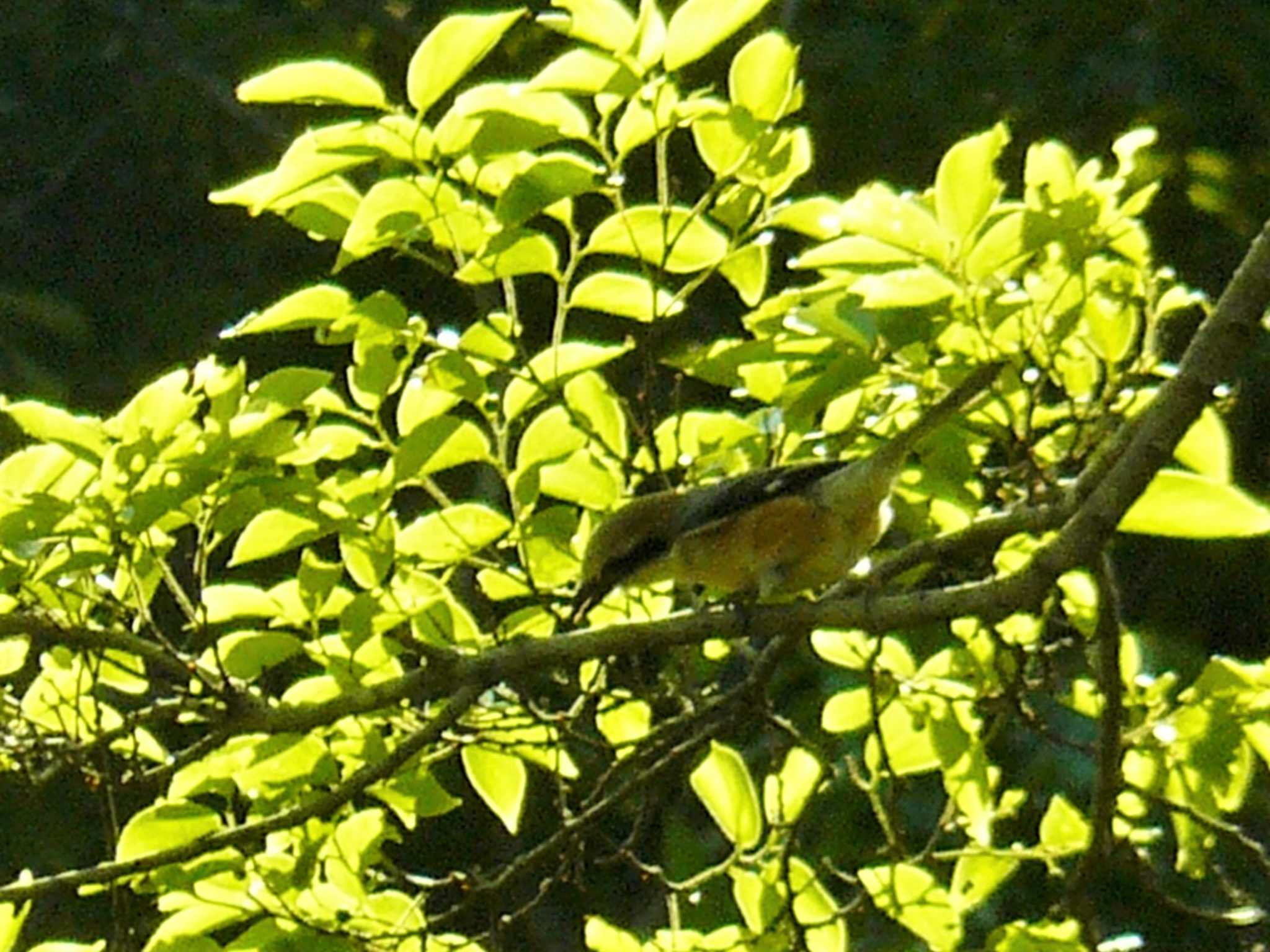 Photo of Bull-headed Shrike at 小網代の森 by koshi