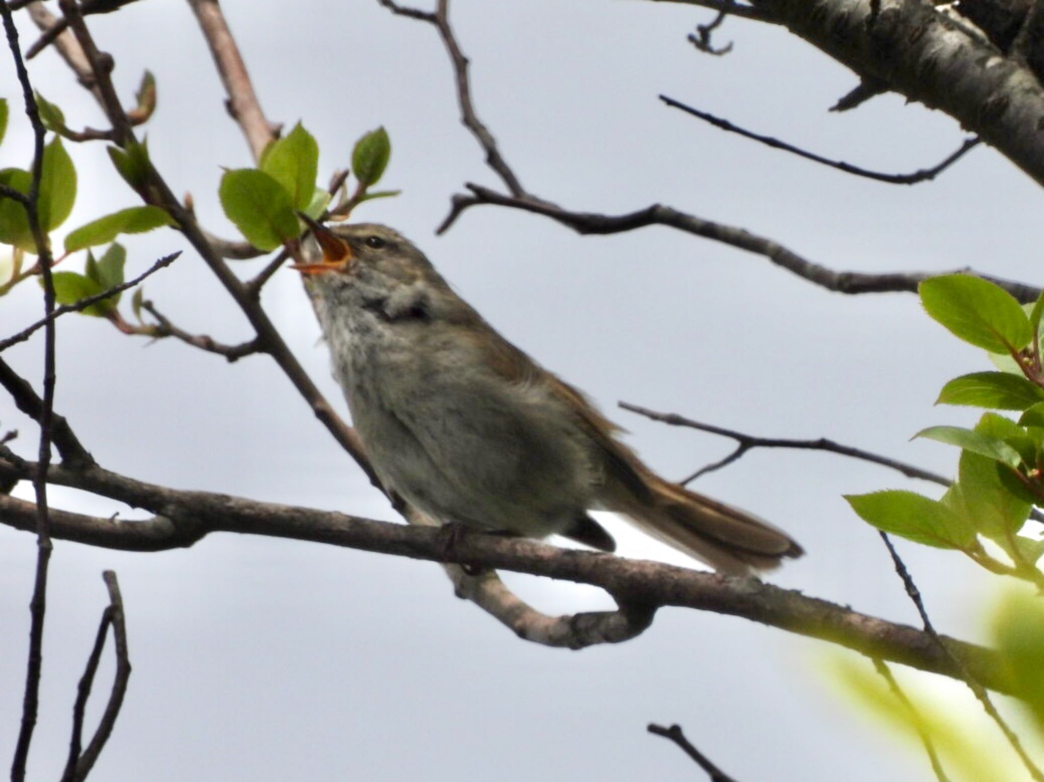 Japanese Bush Warbler