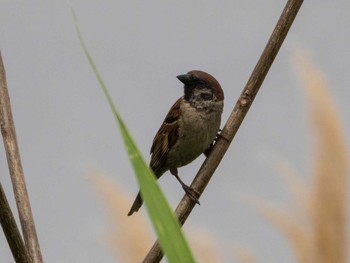 Eurasian Tree Sparrow 千住桜木自然地 (東京都足立区) Sat, 5/1/2021