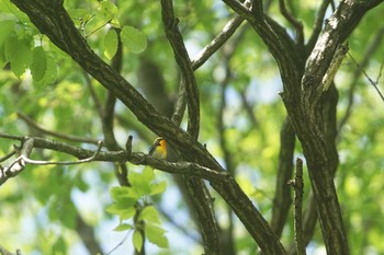 キビタキ 陣馬山 2021年5月1日(土)