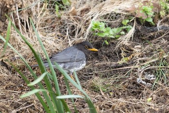 クロツグミ 飛島 2021年5月3日(月)