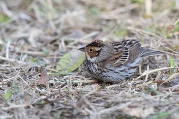 Little Bunting Tobishima Island Mon, 5/3/2021