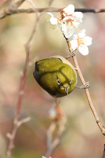 Warbling White-eye 須磨離宮公園 Sat, 2/20/2021