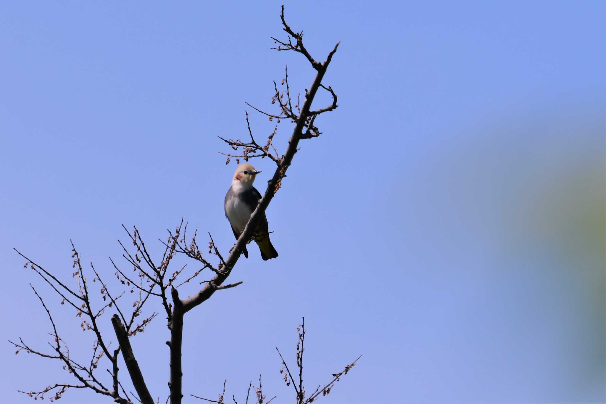 Photo of Chestnut-cheeked Starling at 石川健民海浜公園 by Semal