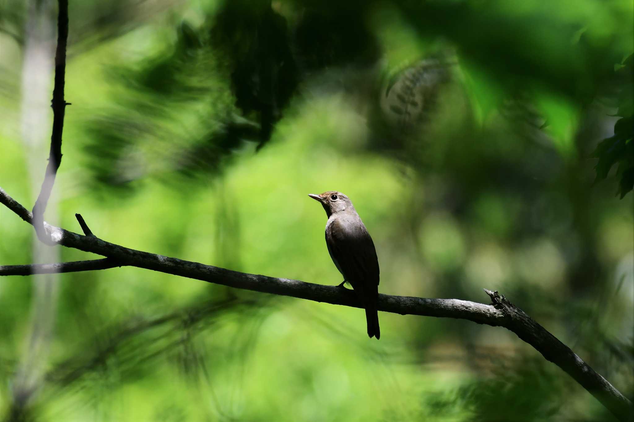 Photo of Blue-and-white Flycatcher at 石川健民海浜公園 by Semal