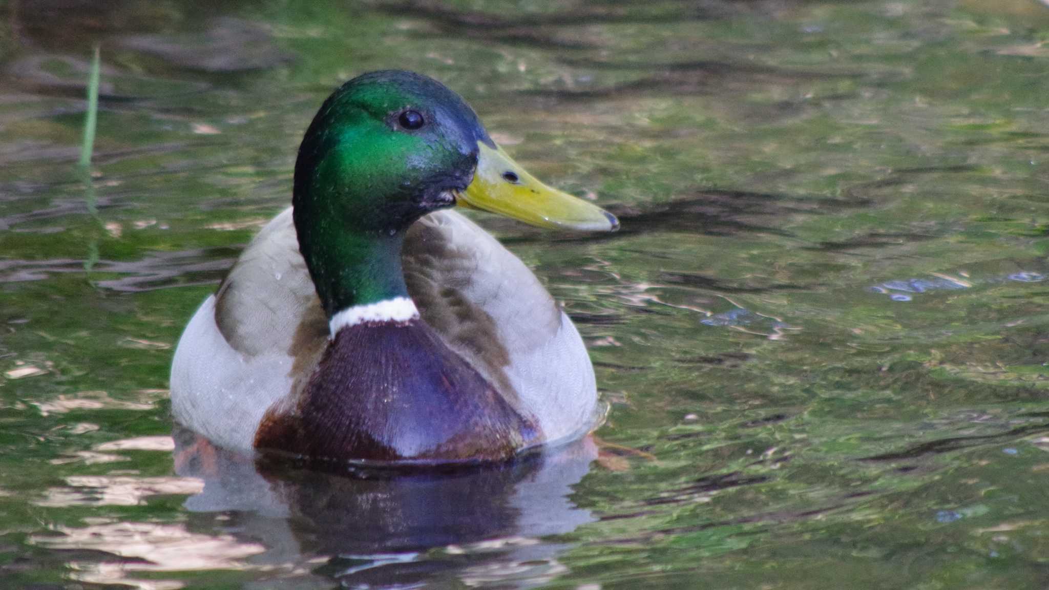 福井緑地(札幌市西区) マガモの写真 by 98_Ark (98ｱｰｸ)