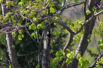 Great Spotted Woodpecker(japonicus) 福井緑地(札幌市西区) Wed, 5/12/2021