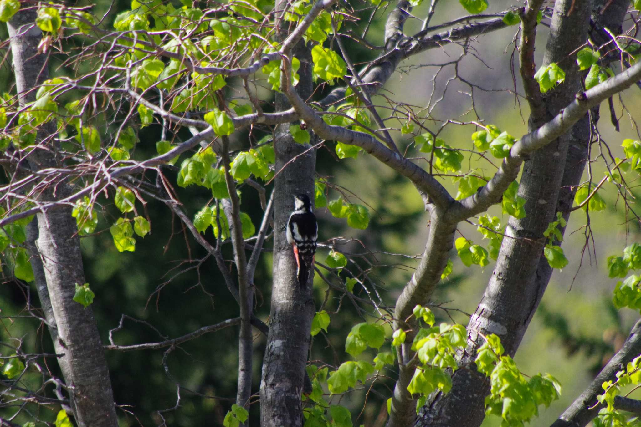 Photo of Great Spotted Woodpecker(japonicus) at 福井緑地(札幌市西区) by 98_Ark (98ｱｰｸ)