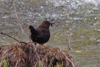 Brown Dipper 福井緑地(札幌市西区) Wed, 5/12/2021