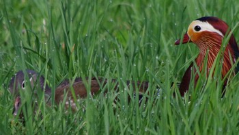 Mandarin Duck 福井緑地(札幌市西区) Wed, 5/12/2021