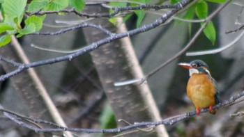 2021年5月12日(水) 福井緑地(札幌市西区)の野鳥観察記録