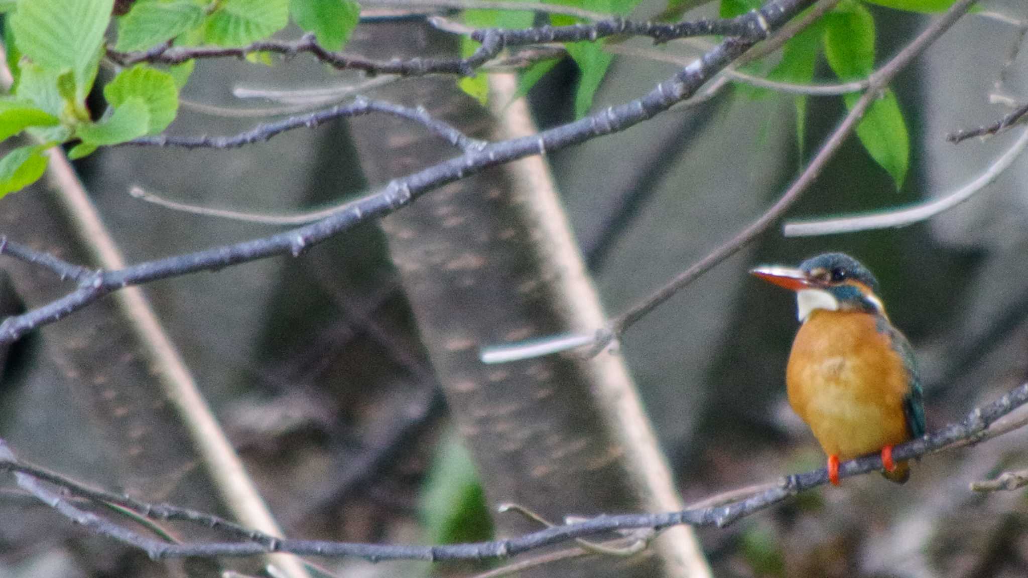 カワセミ