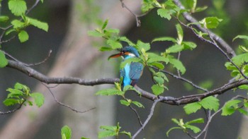 Common Kingfisher 福井緑地(札幌市西区) Wed, 5/12/2021